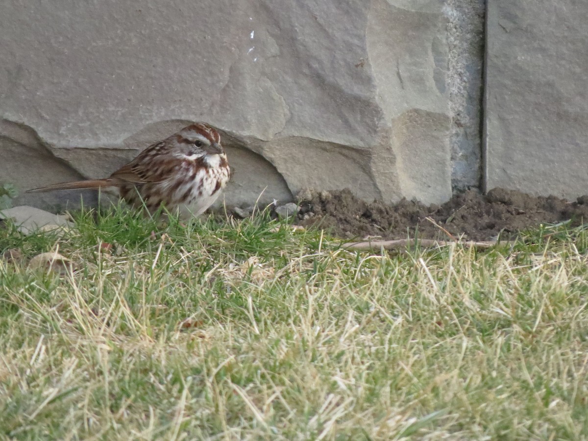 Song Sparrow - ML52778431