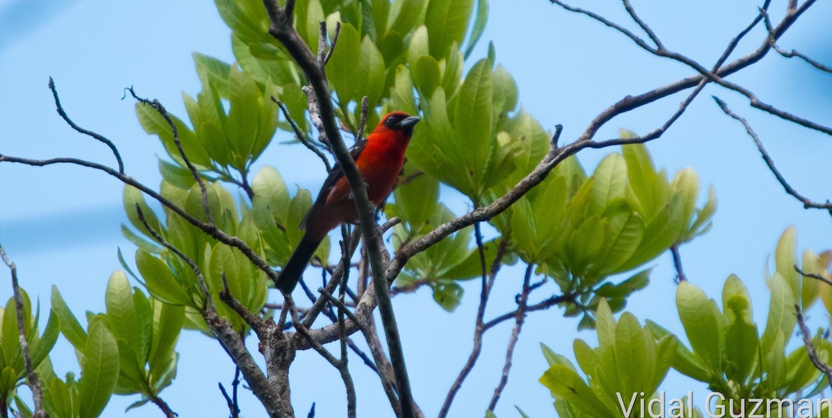 White-winged Tanager - ML527784611