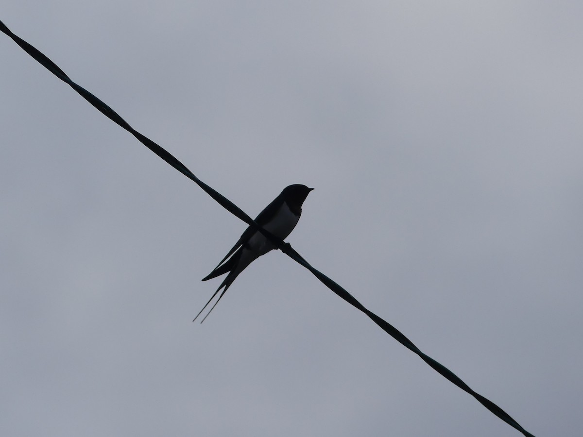 Barn Swallow - ML527785011