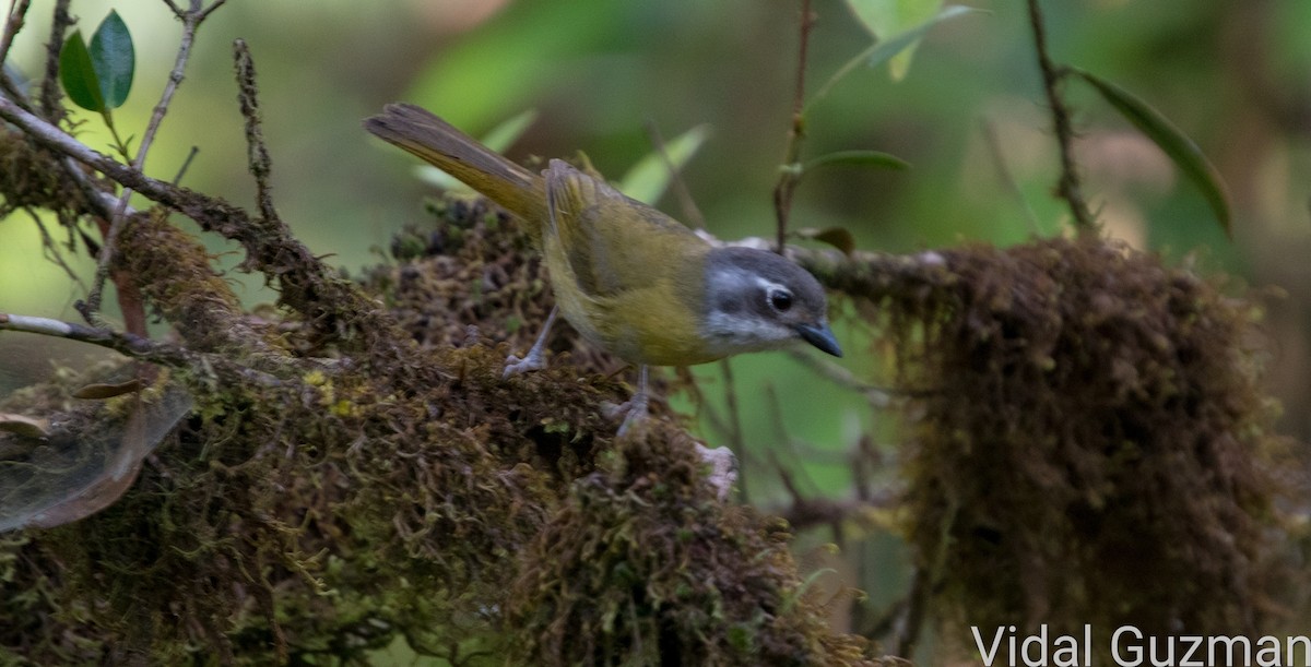 Common Chlorospingus - ML527786201