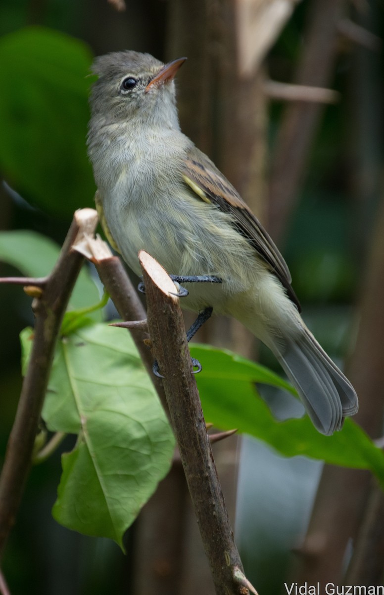 Northern Beardless-Tyrannulet - ML527790291