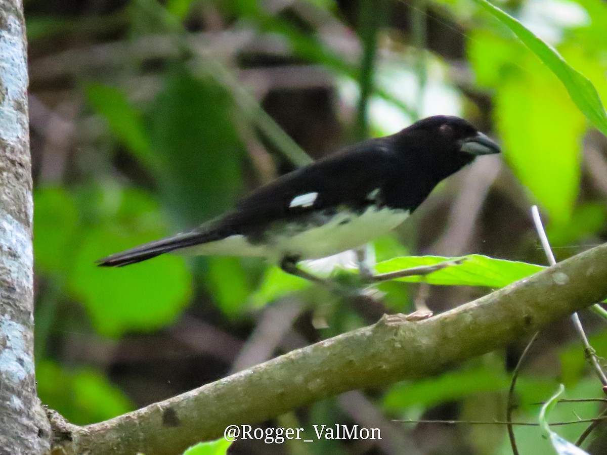 Black-and-white Tanager - Rogger Valencia Monroy