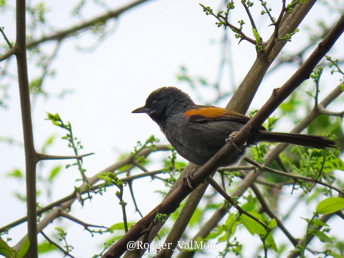 Blackish-headed Spinetail - ML527791871