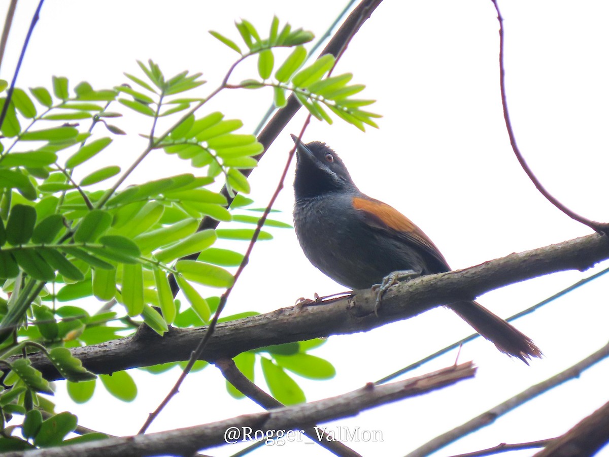 Blackish-headed Spinetail - ML527791901