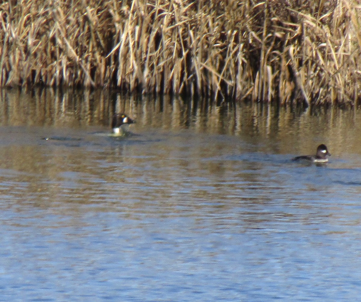 Common Goldeneye - ML527792941