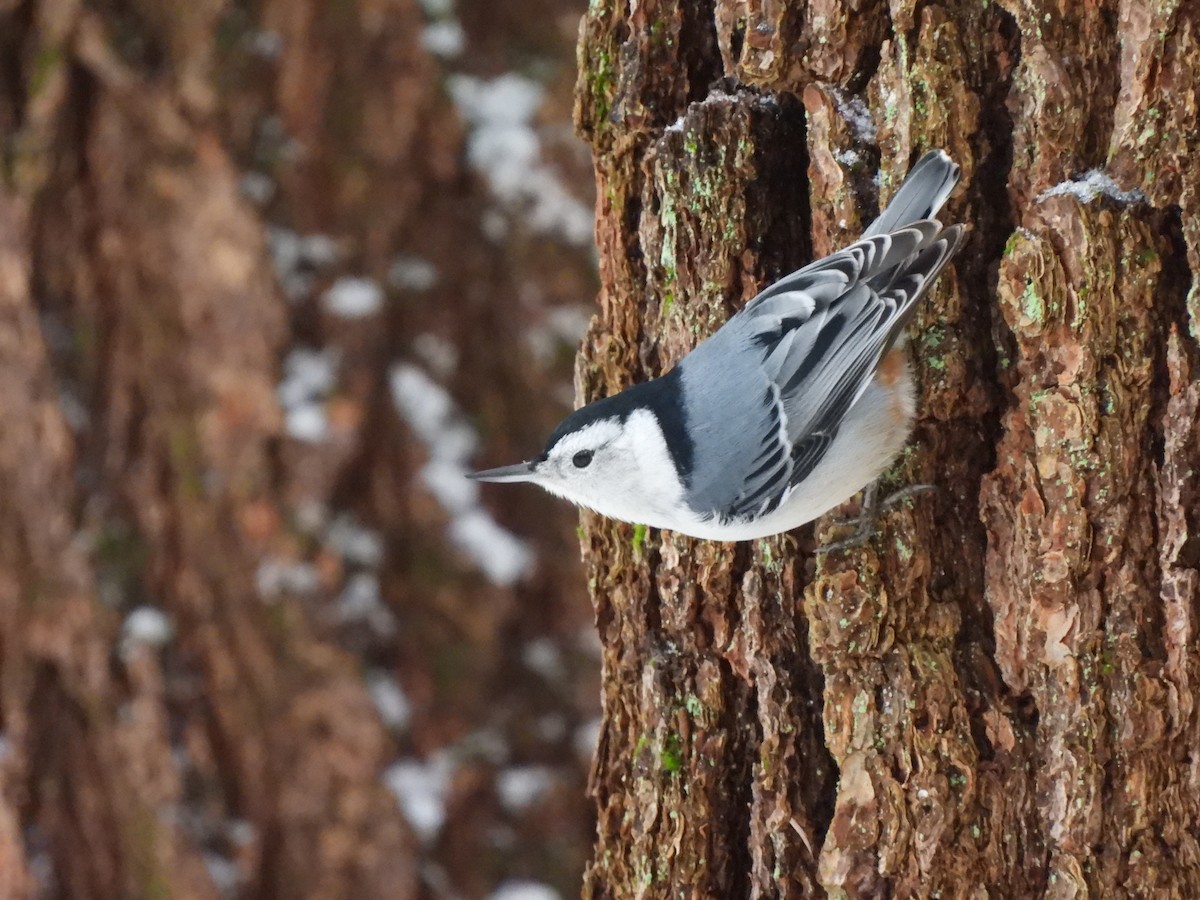 White-breasted Nuthatch - Cory Elowe