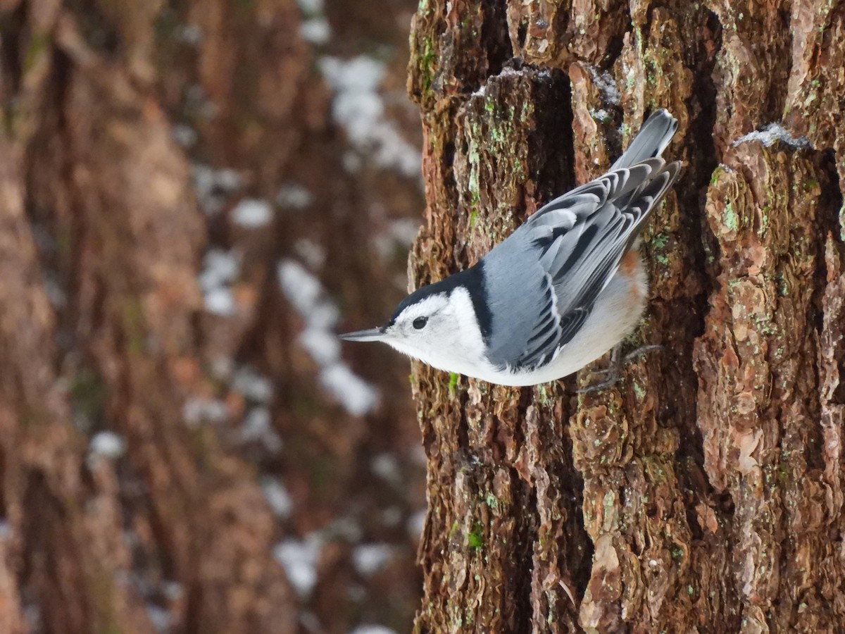 White-breasted Nuthatch - Cory Elowe