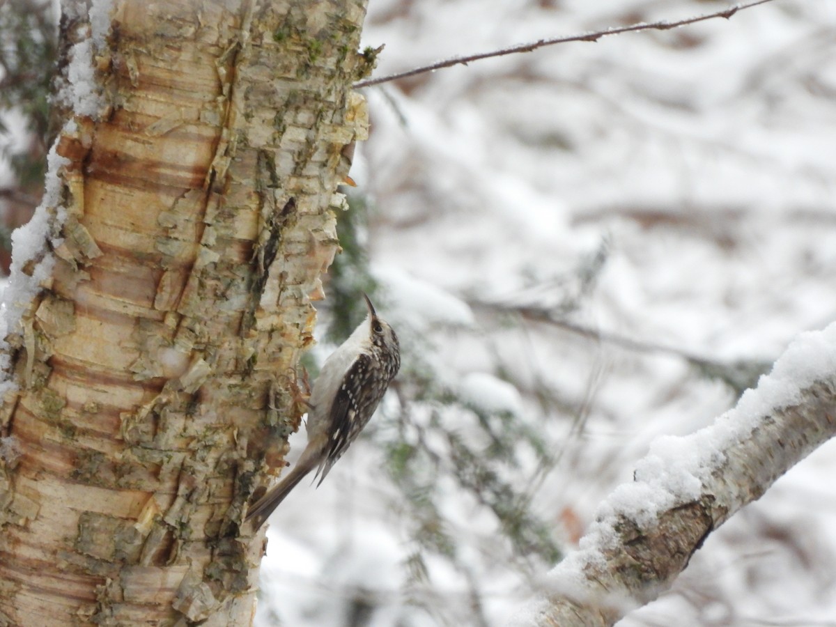 Brown Creeper - Cory Elowe