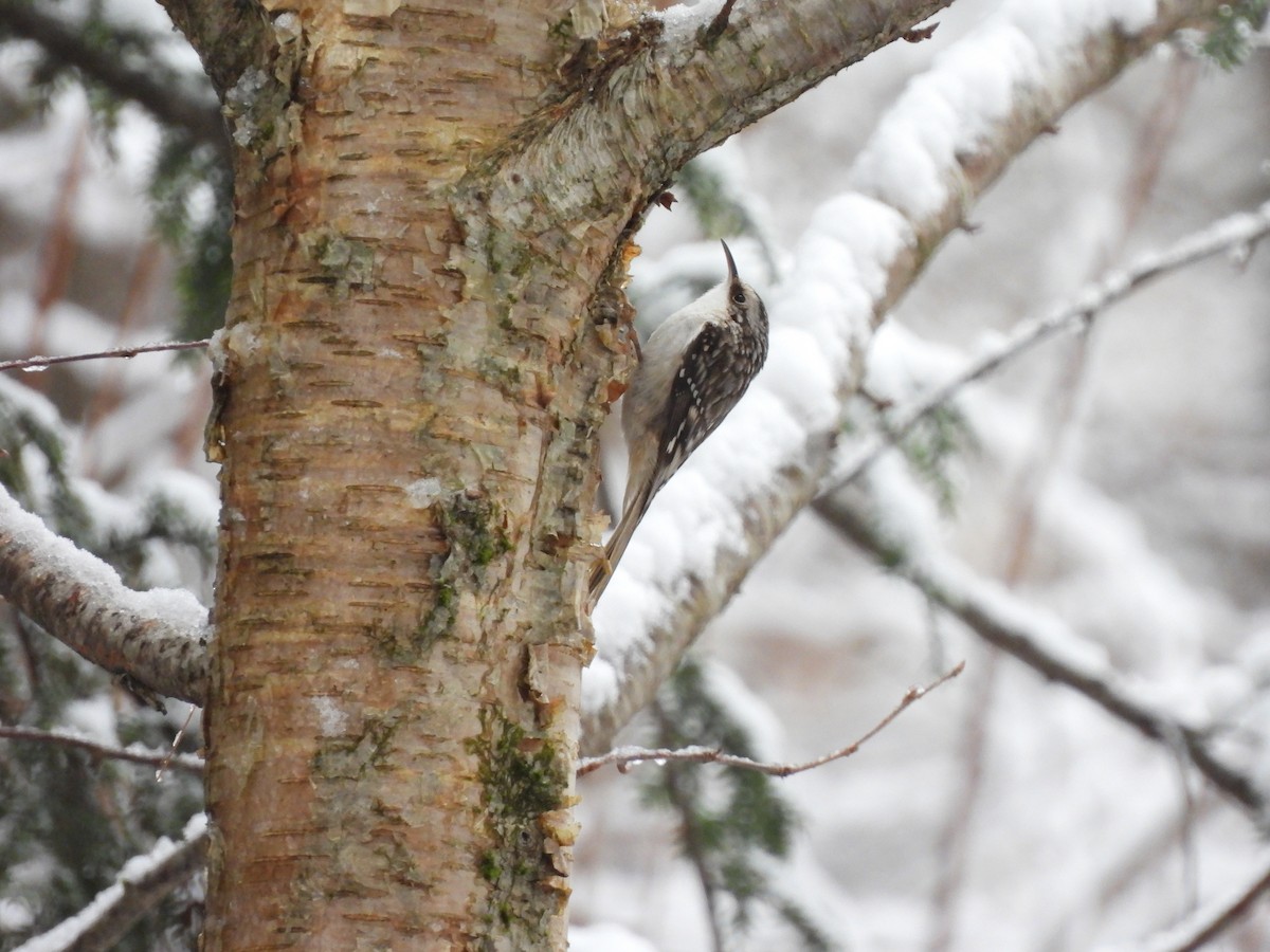 Brown Creeper - ML527793251