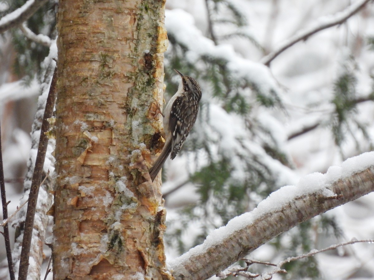 Brown Creeper - Cory Elowe