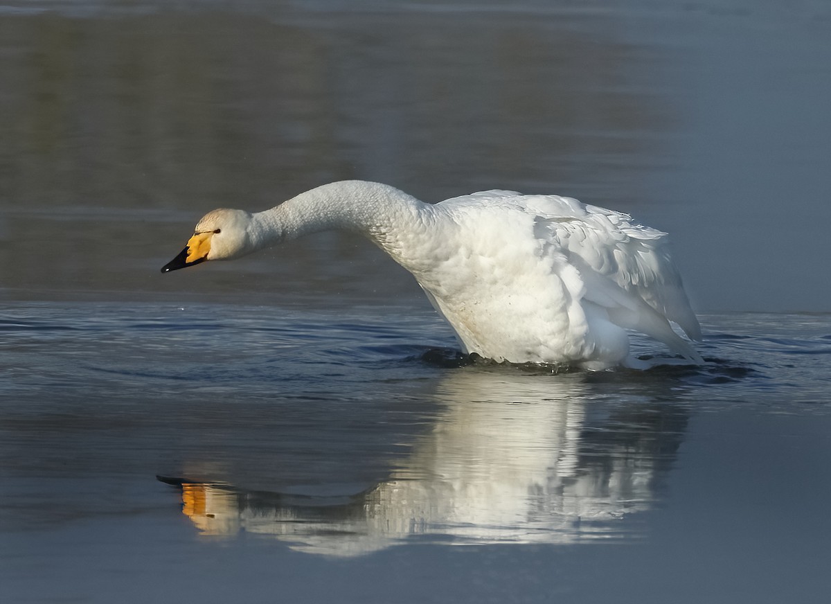 Whooper Swan - Albert Noorlander