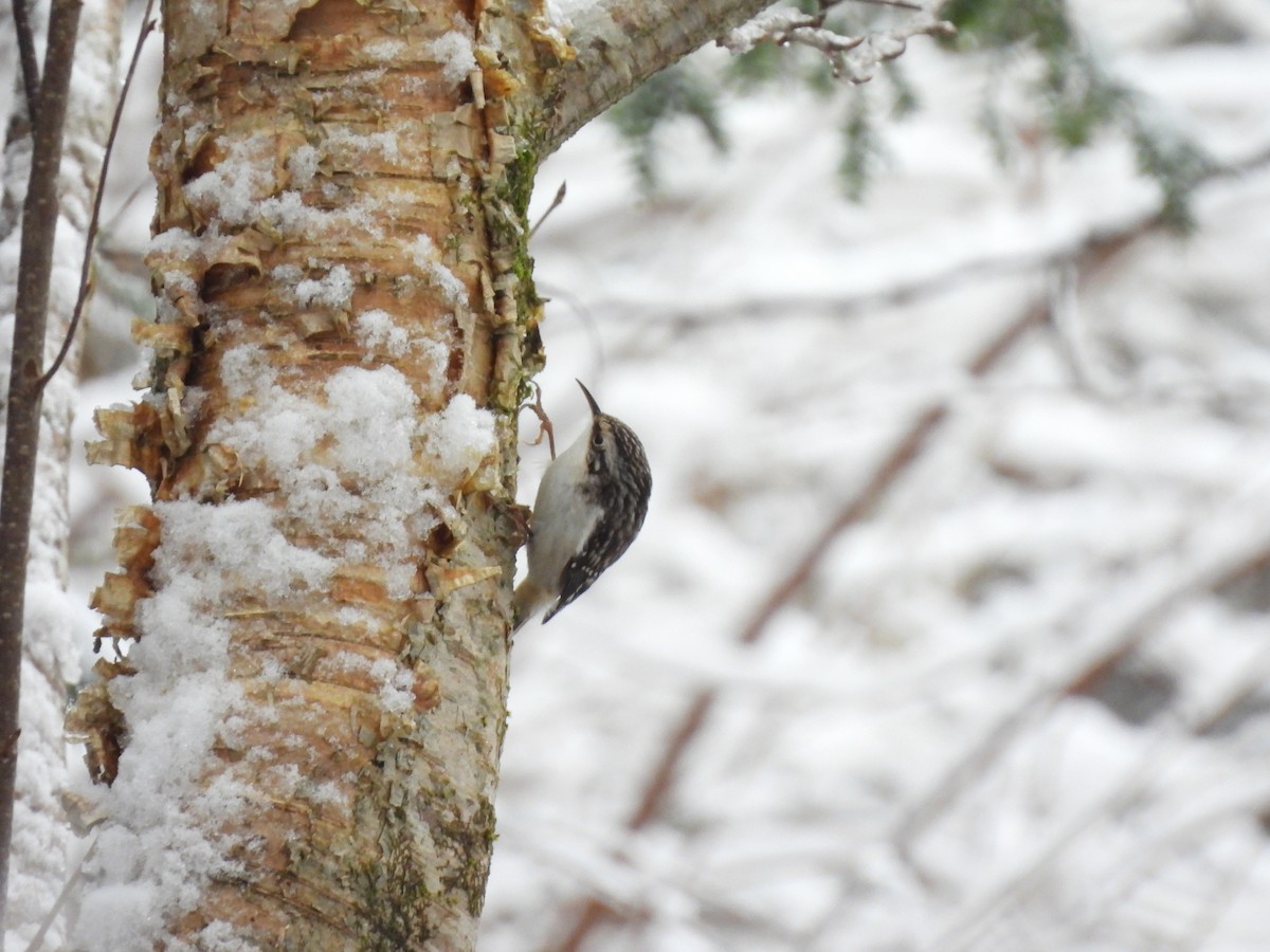 Brown Creeper - Cory Elowe