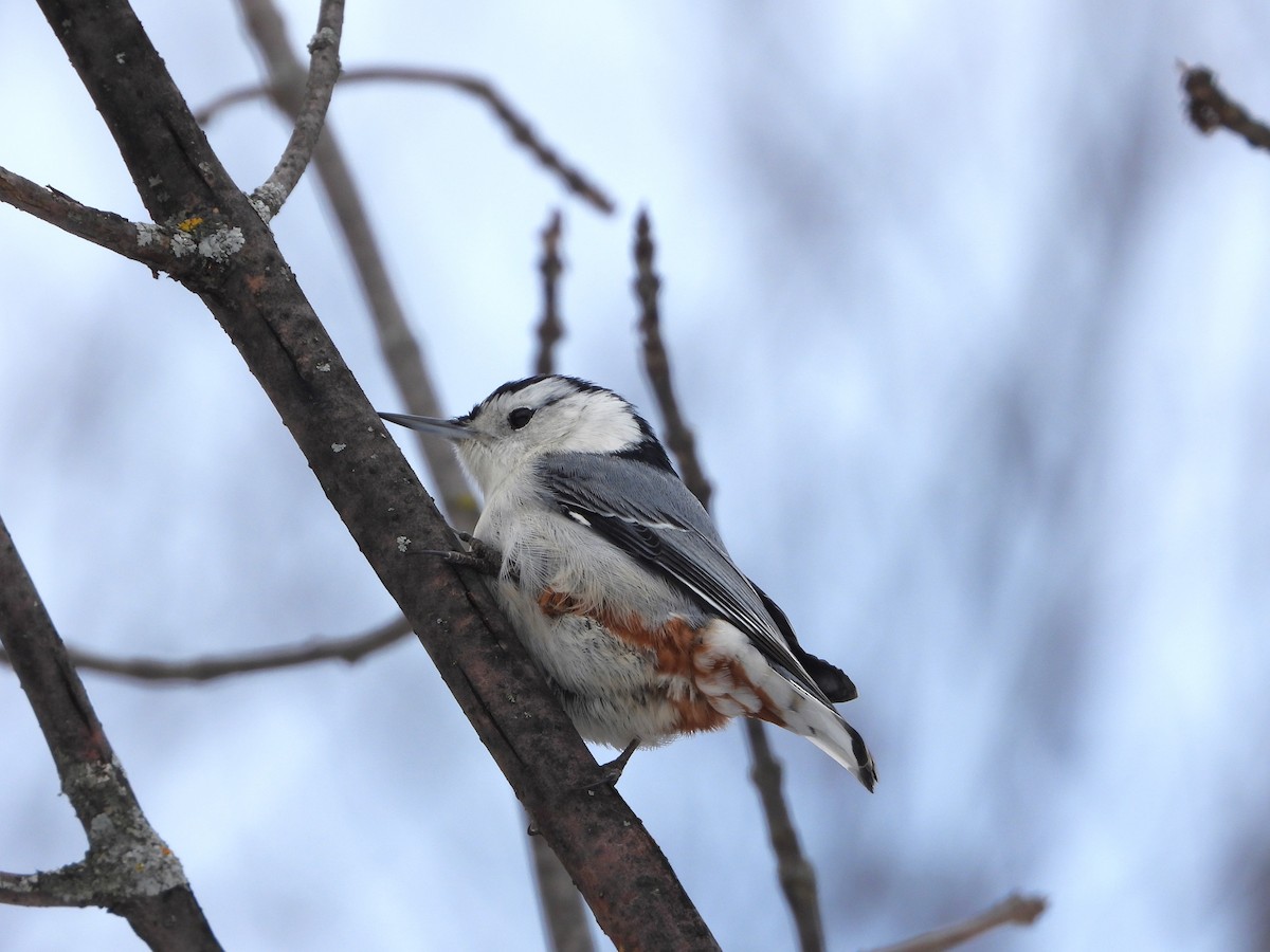 White-breasted Nuthatch - ML527793631