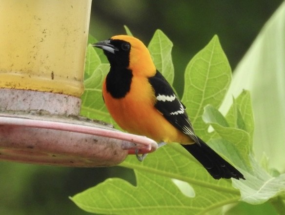 Hooded Oriole - ML527794221