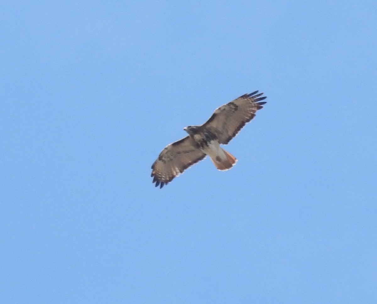 Red-tailed Hawk - ML527794571