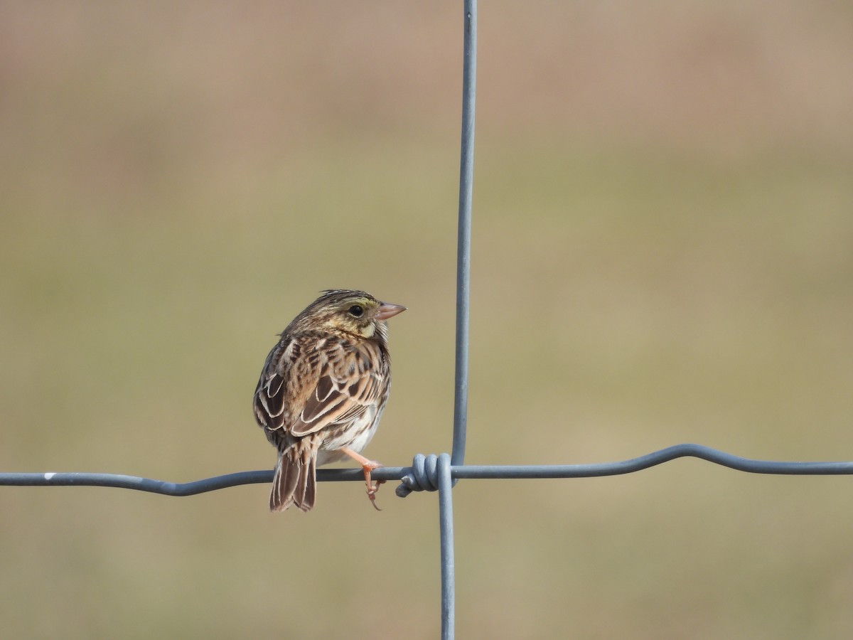 Savannah Sparrow - ML527794901