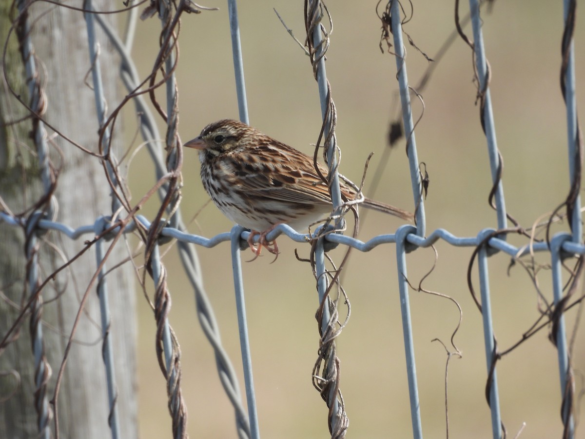 Savannah Sparrow - ML527794911