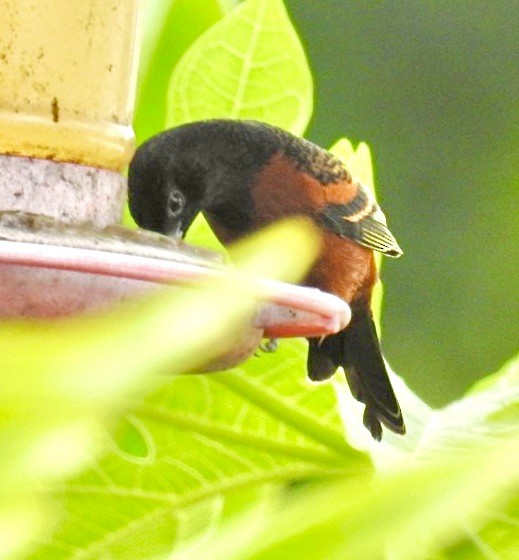 Orchard Oriole - ML527794961