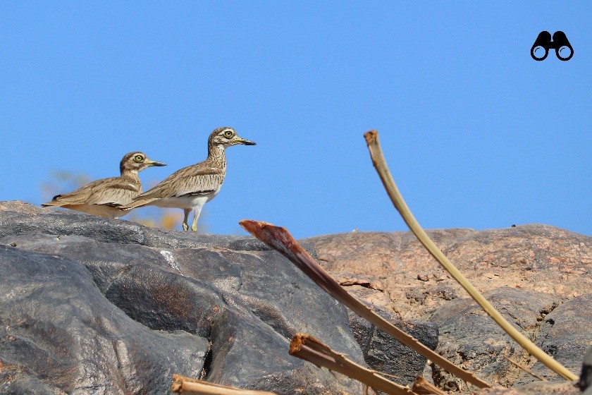 Senegal Thick-knee - Ismael Khalifa