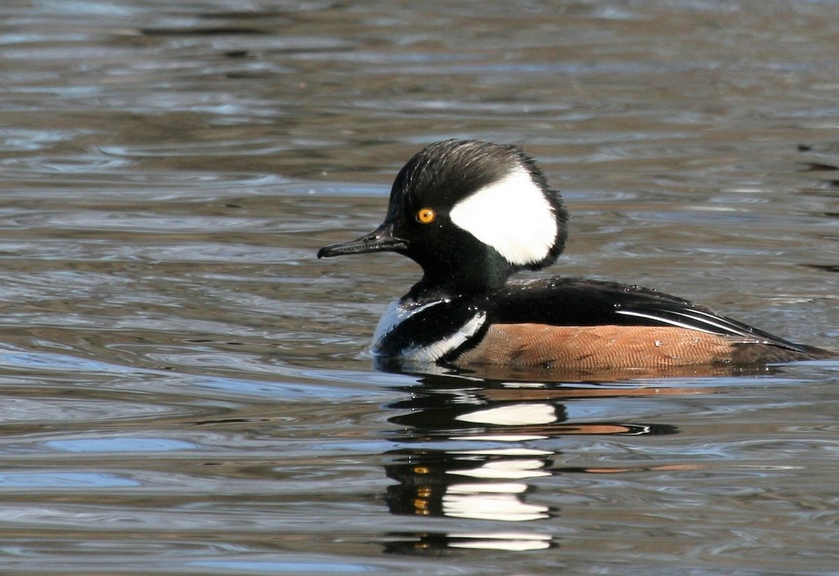 Hooded Merganser - ML527796071
