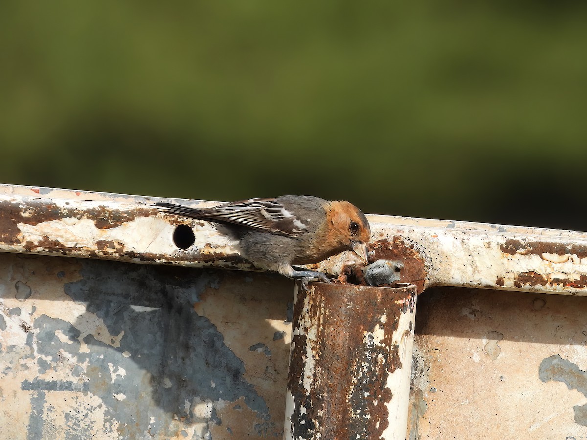 Red-throated Tit - ML527796391