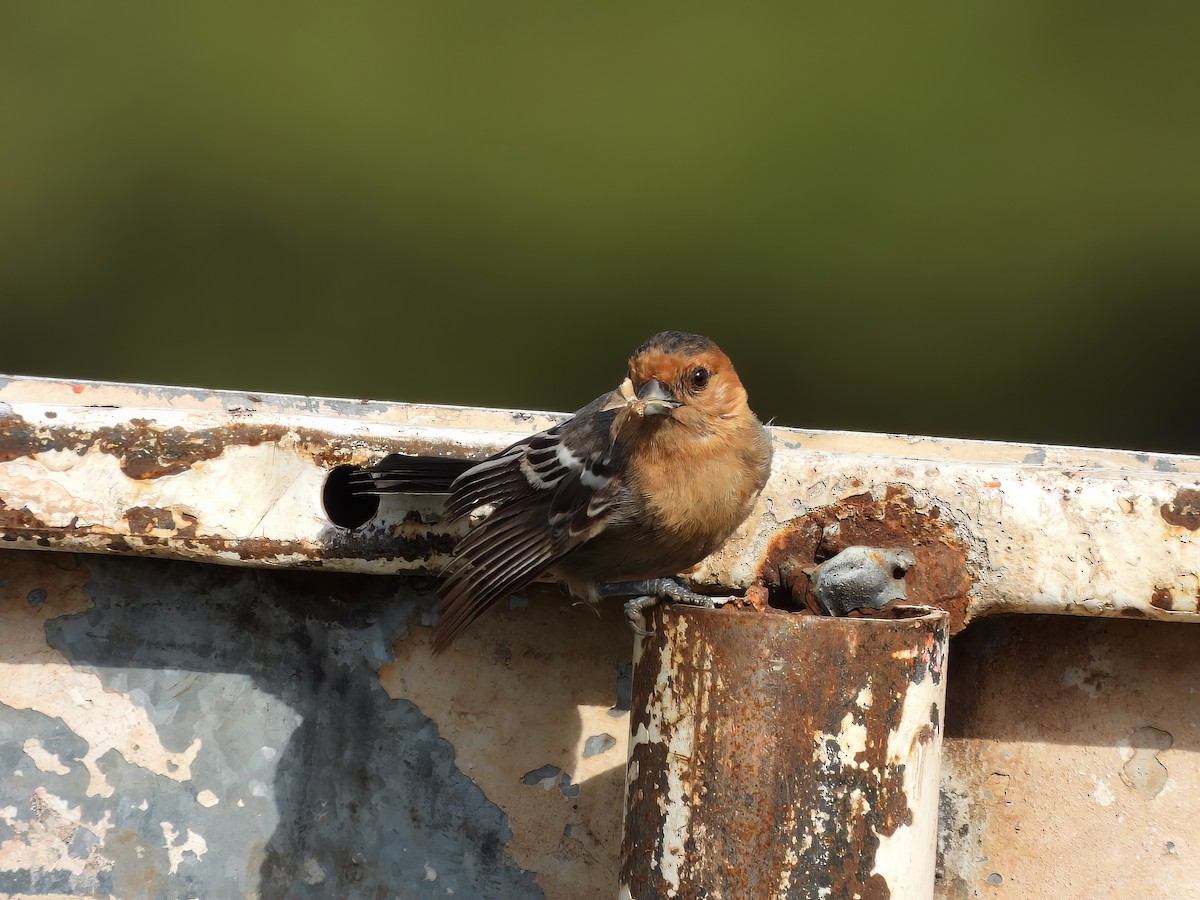 Red-throated Tit - ML527796691