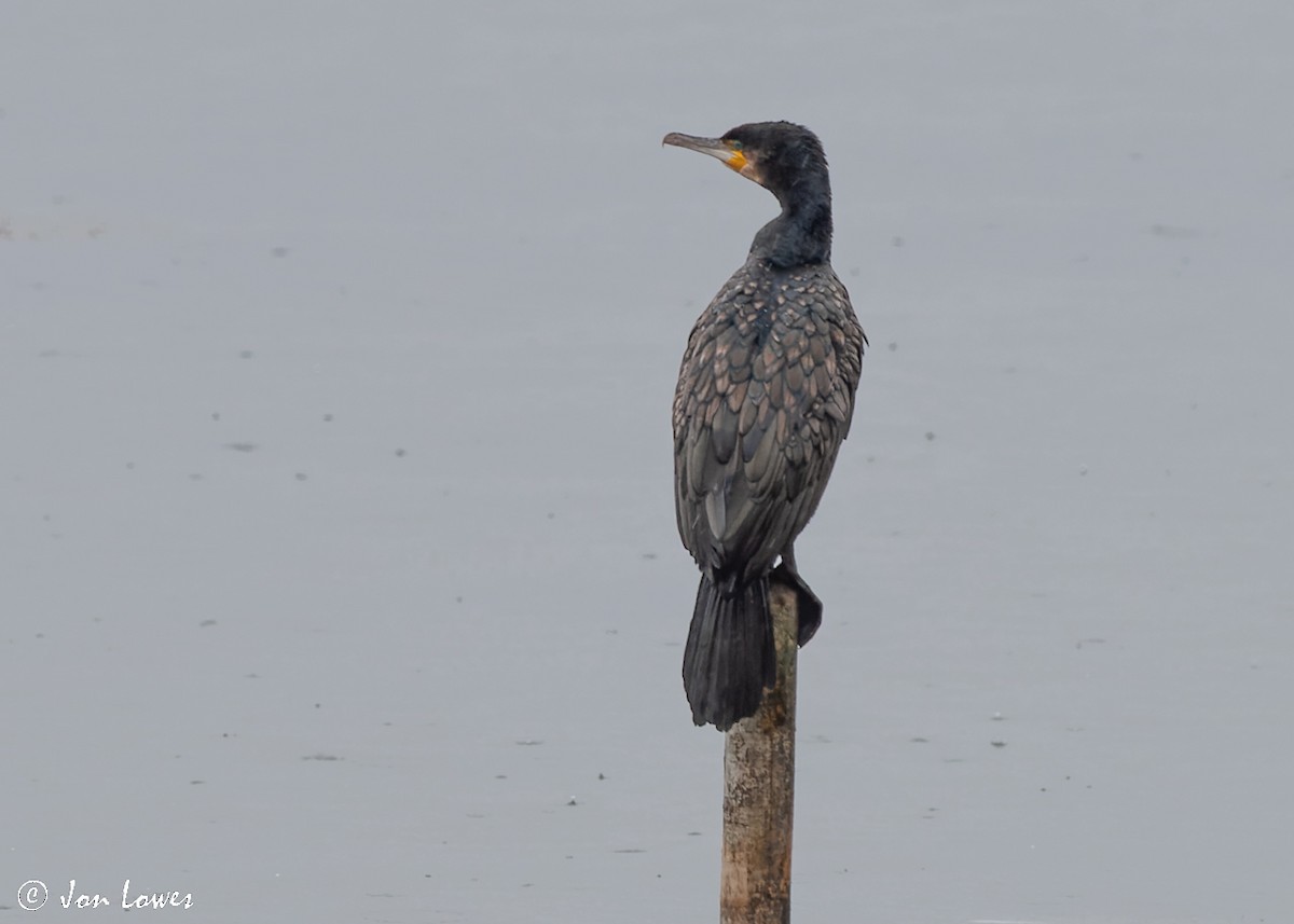 Great Cormorant (North Atlantic) - Jon Lowes