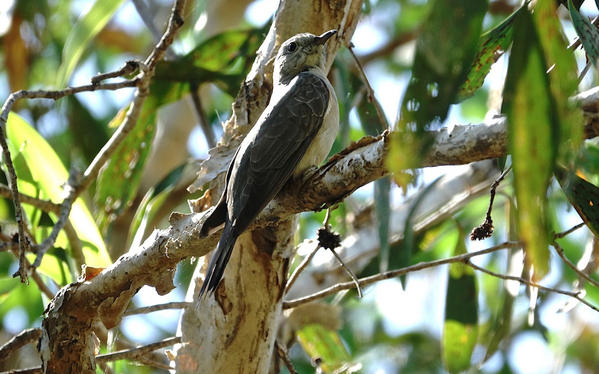 Brush Cuckoo - Mike Kilburn