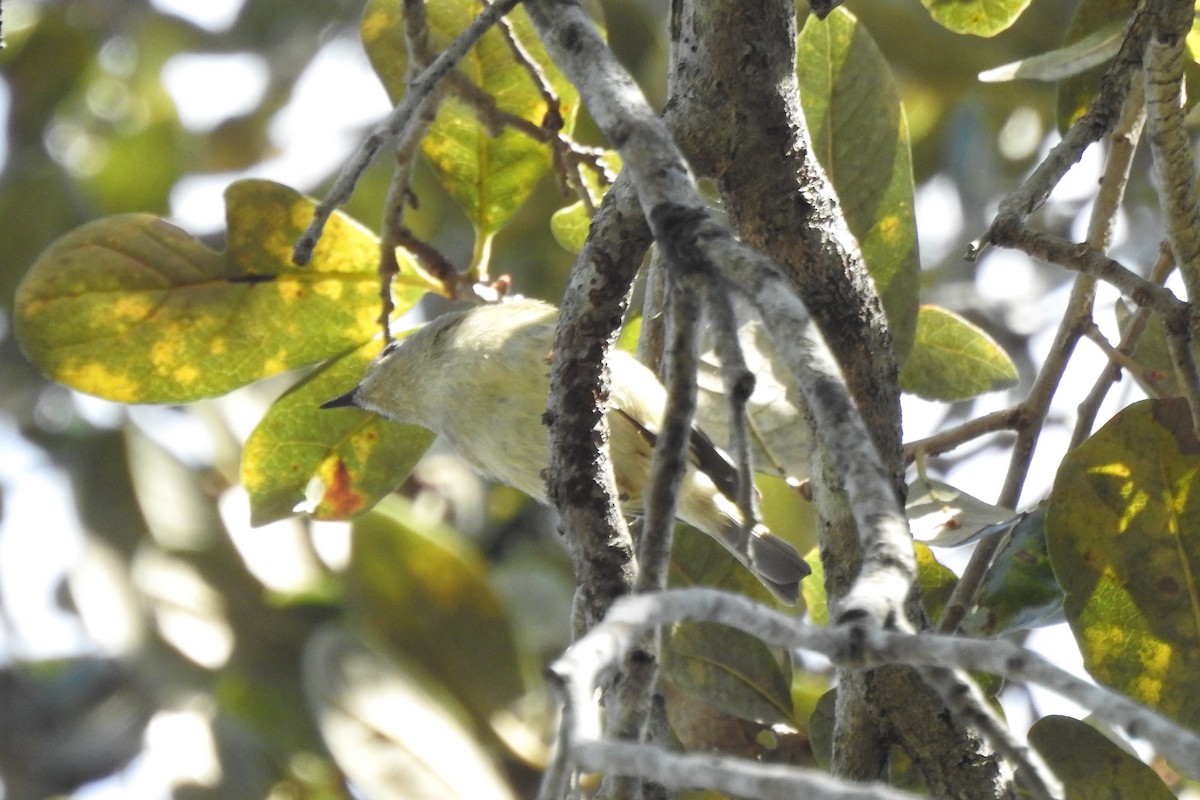 Ruby-crowned Kinglet - ML527798641