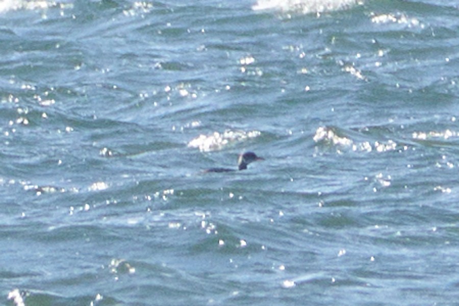 Red-necked Grebe - ML527798791