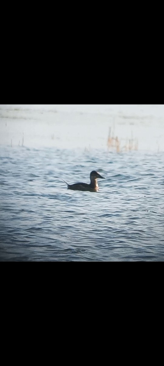 Ruddy Duck - ML527800311