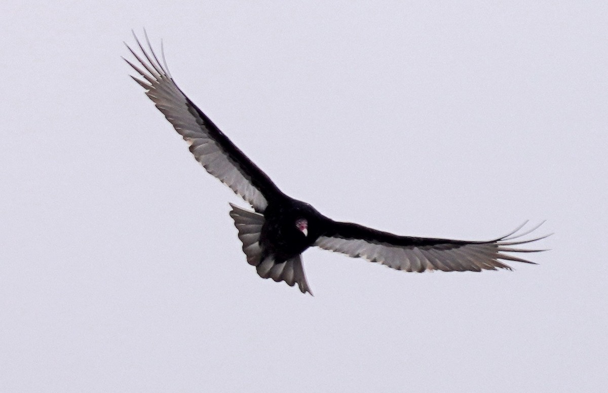 Turkey Vulture - ML527800831