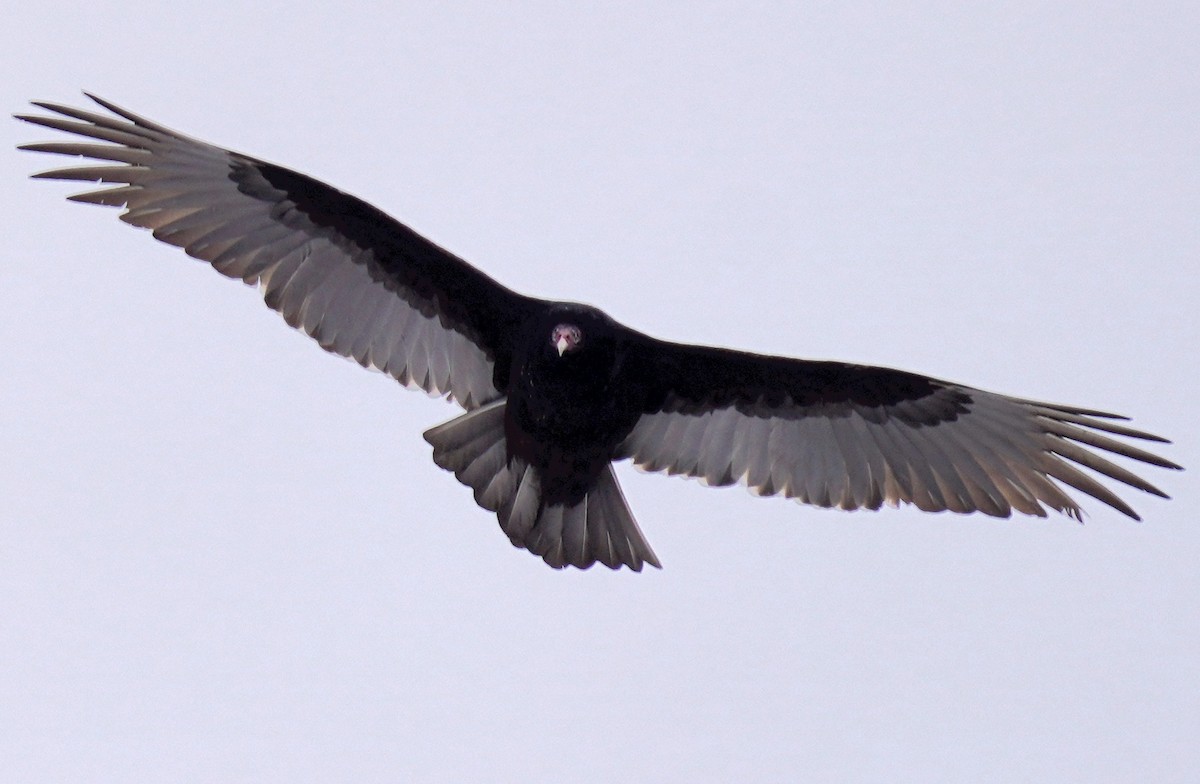 Turkey Vulture - ML527800911