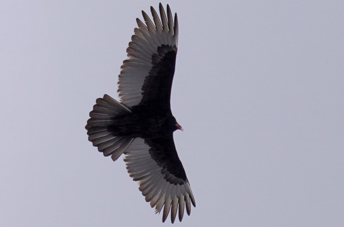 Turkey Vulture - ML527801281