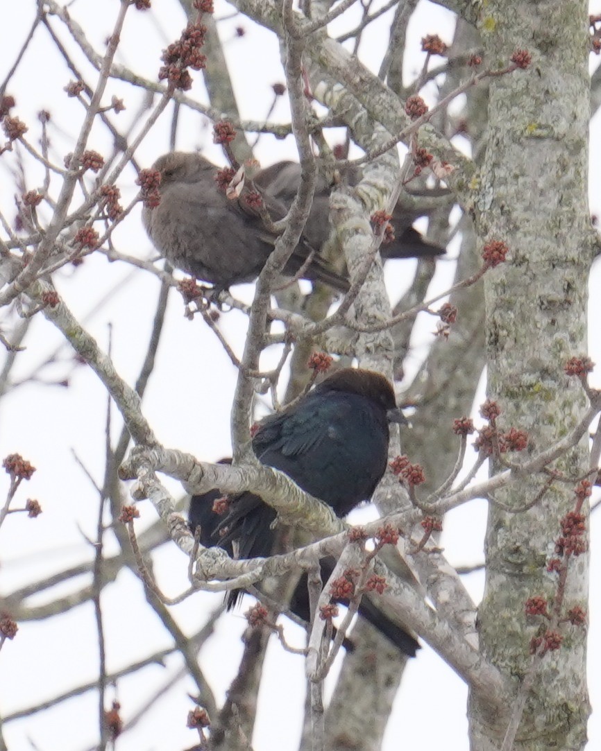 Brown-headed Cowbird - ML527801421