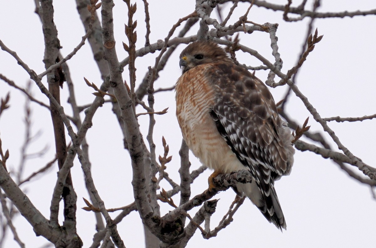 Red-shouldered Hawk - ML527801811