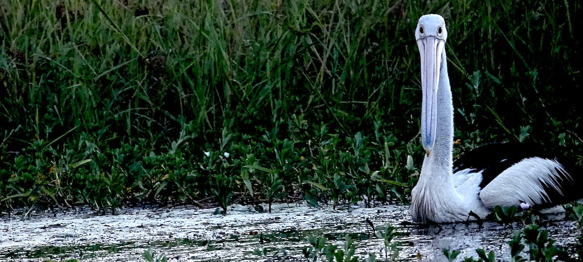 Australian Pelican - ML527801971