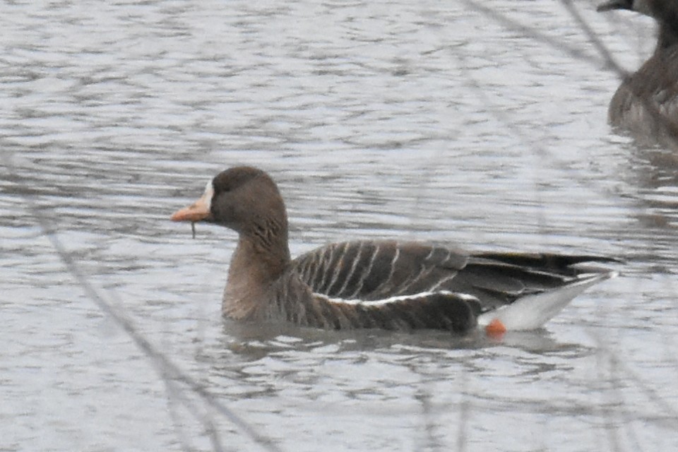 Greater White-fronted Goose - ML527802381