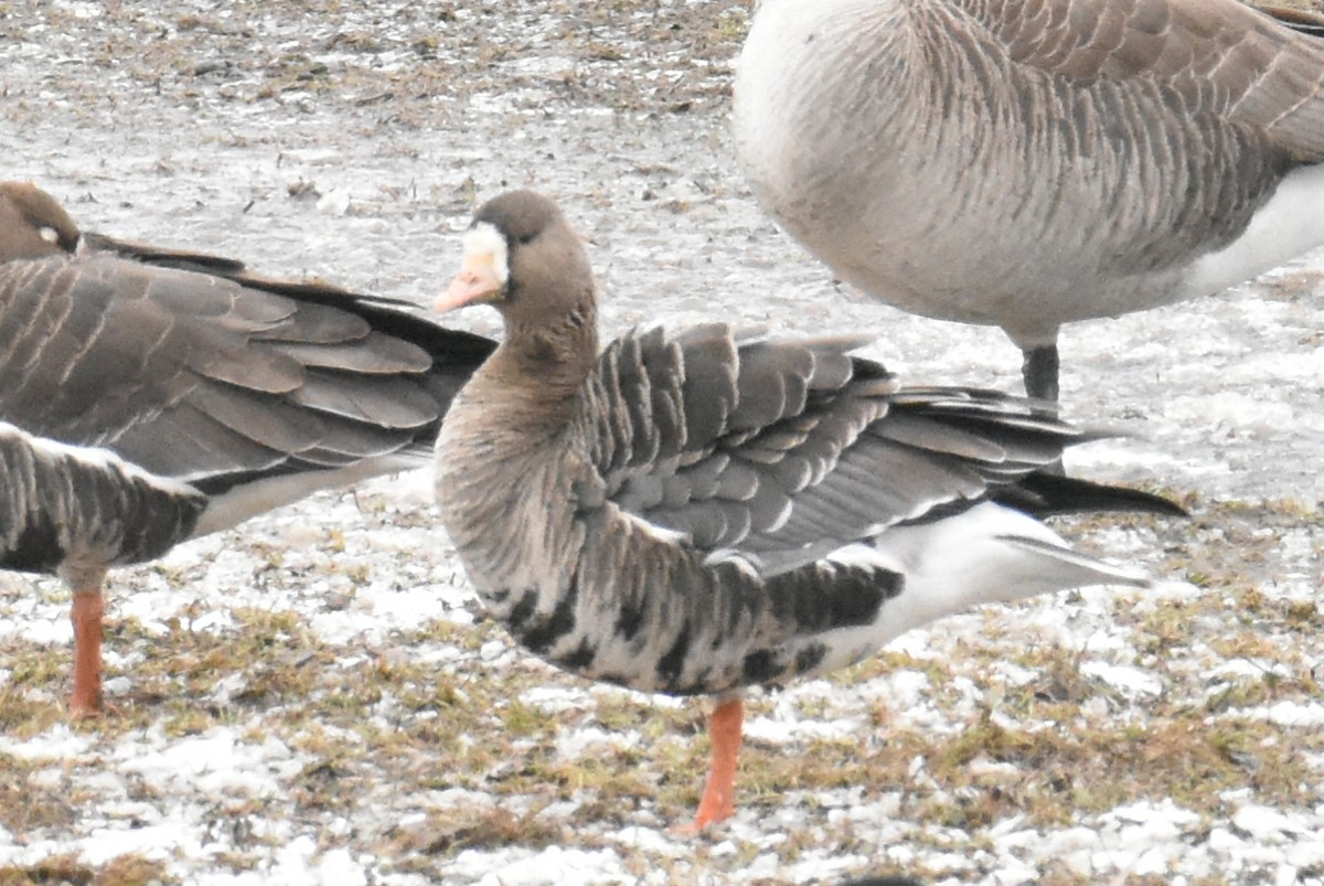 Greater White-fronted Goose - ML527802391