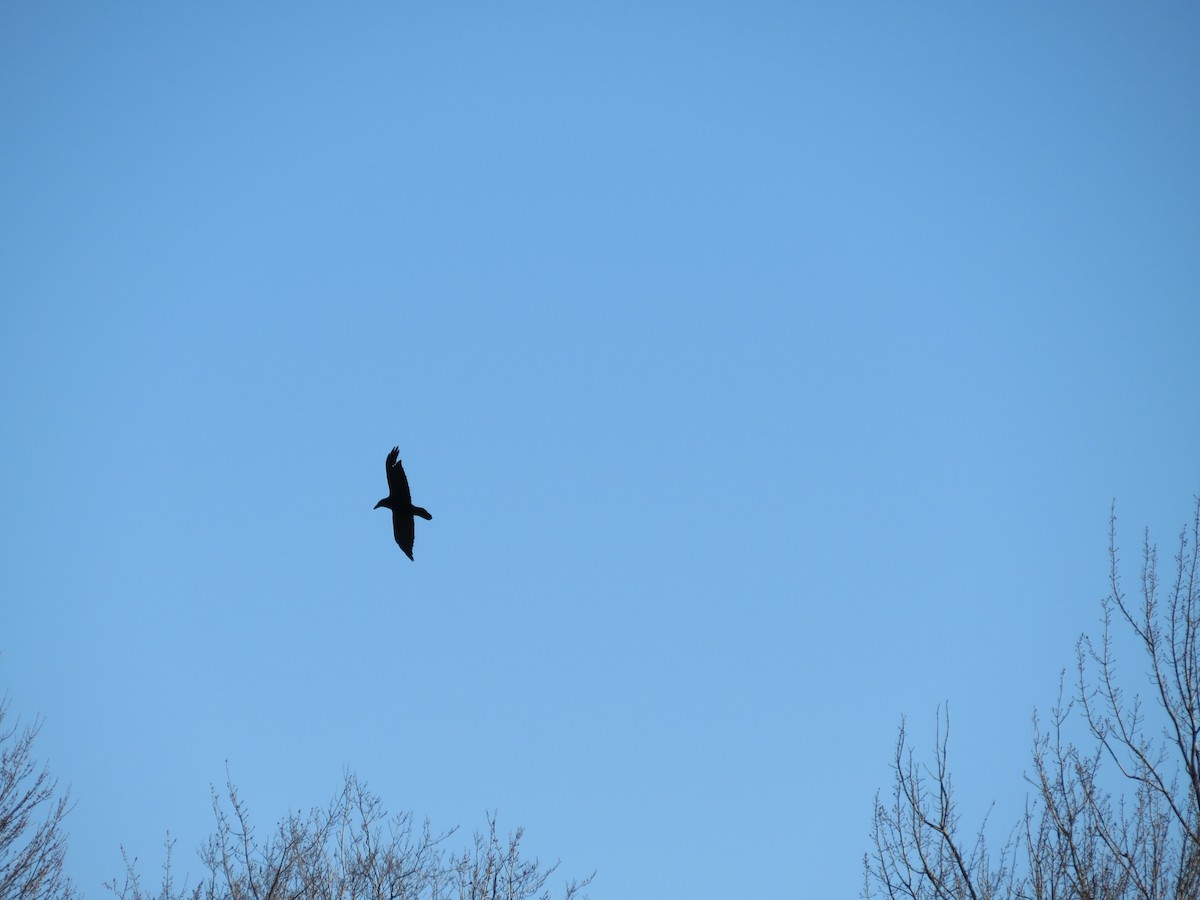 Common Raven - scott baldinger