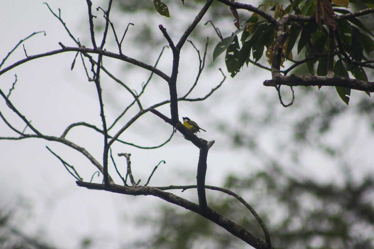 Black-headed Tody-Flycatcher - ML527808111