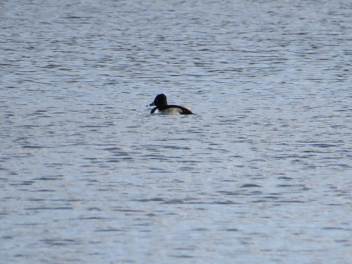 Ring-necked Duck - ML527808321