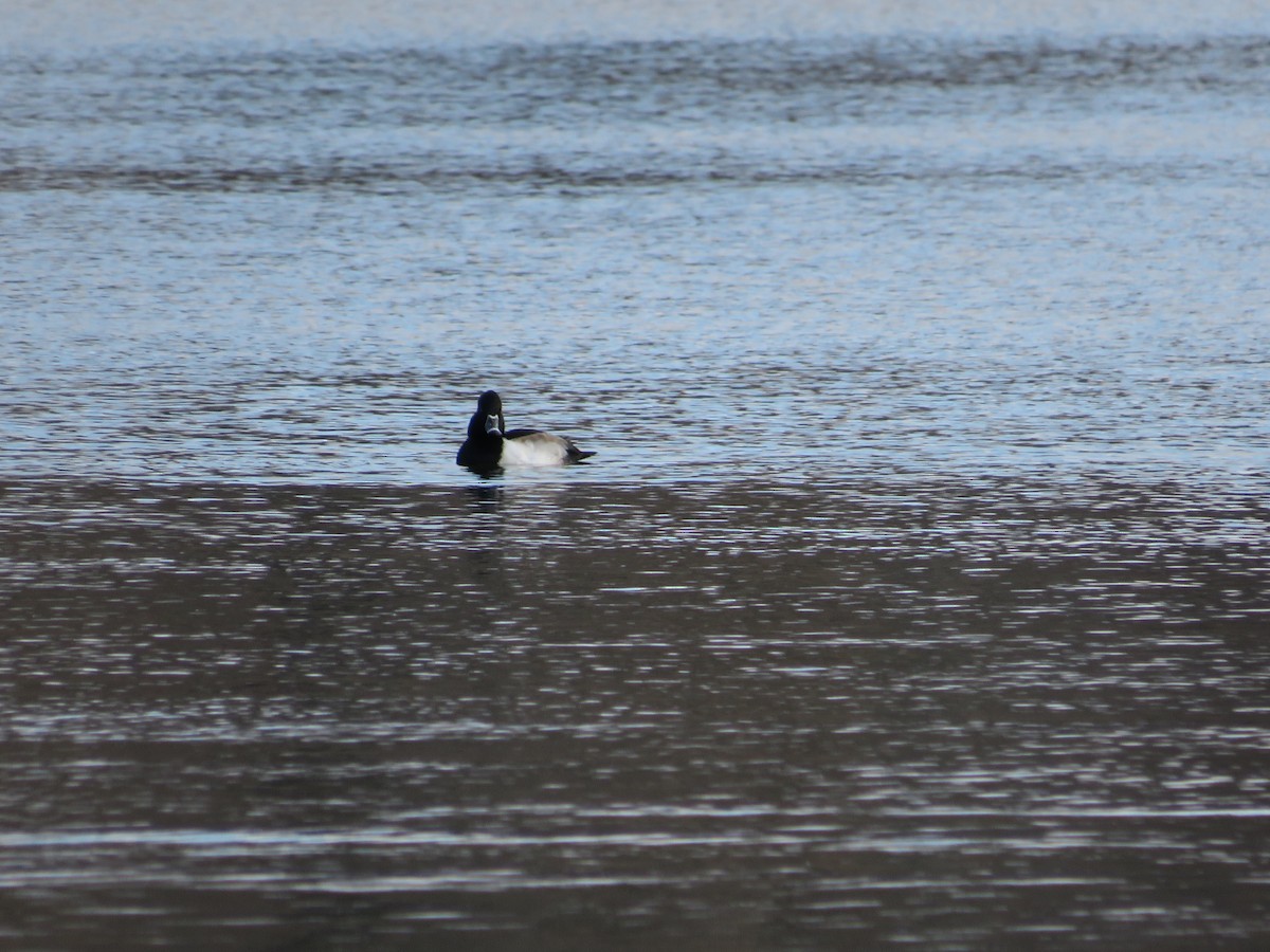 Ring-necked Duck - ML527808361