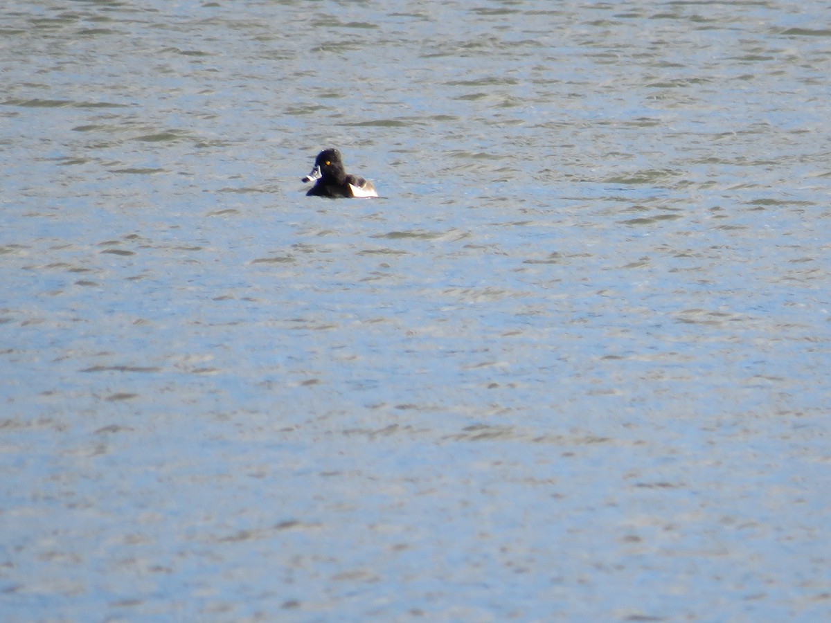 Ring-necked Duck - ML527808401