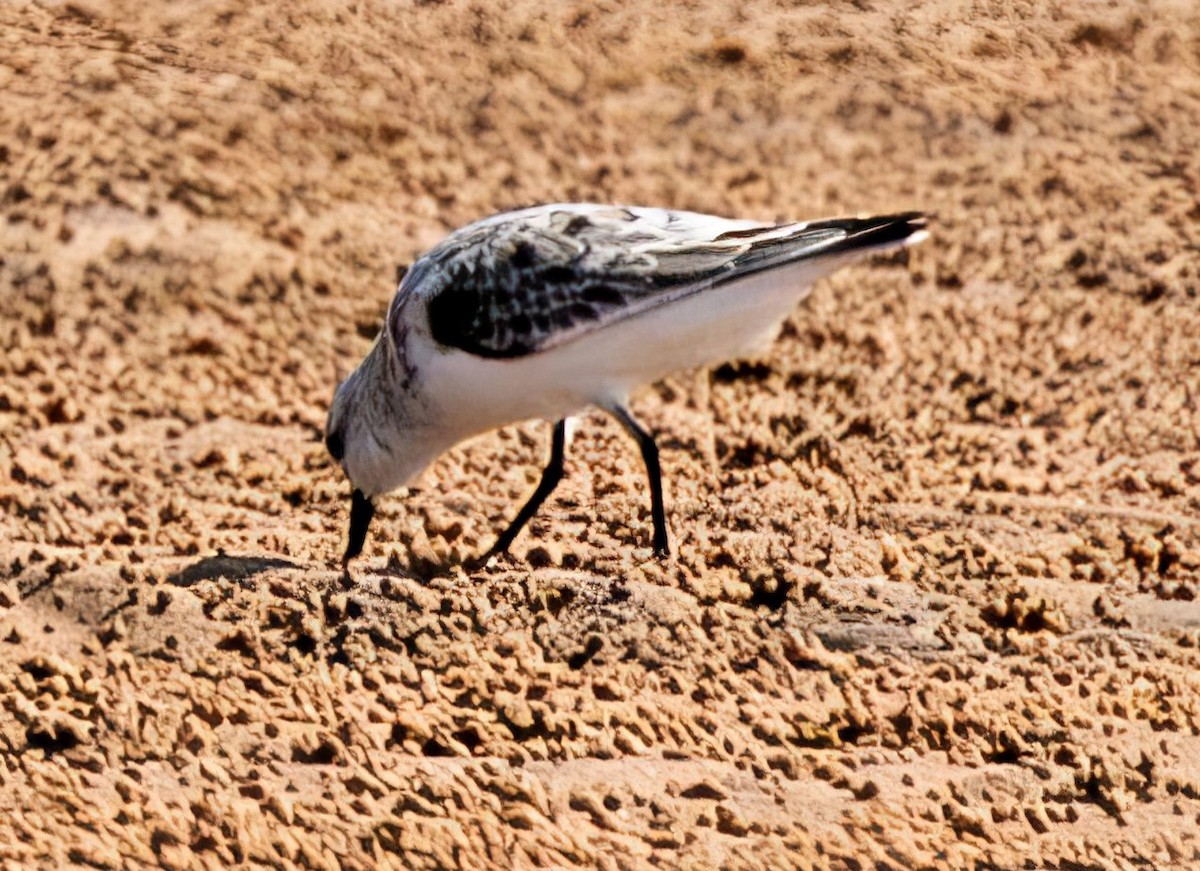 Sanderling - ML527809841