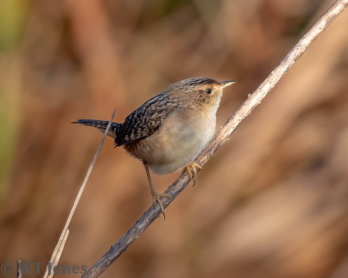 Sedge Wren - ML527811311