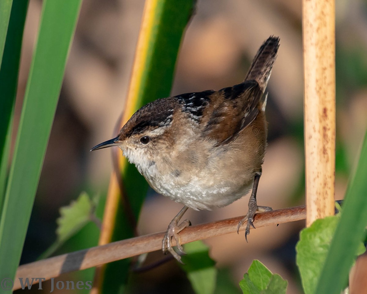 Marsh Wren - Wally Jones