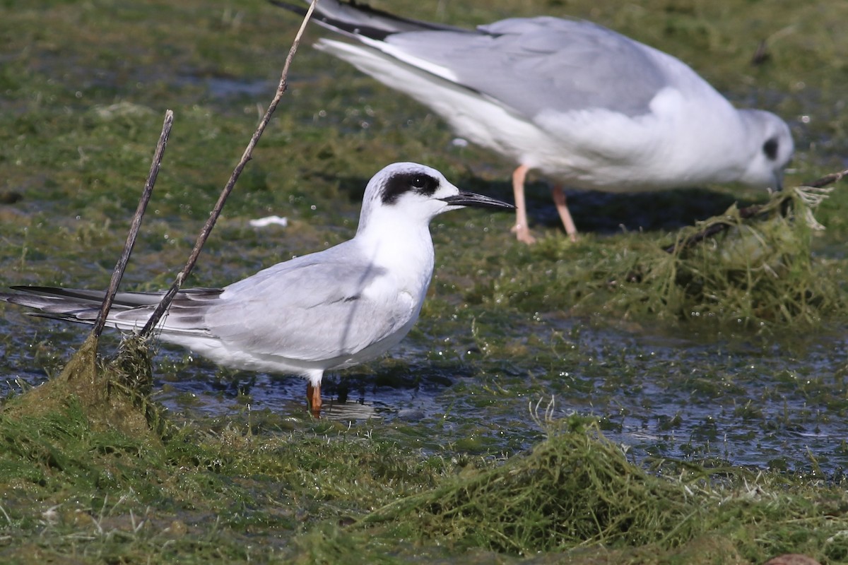 Forster's Tern - David Cole