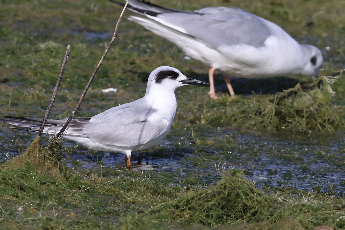 Forster's Tern - ML527812101