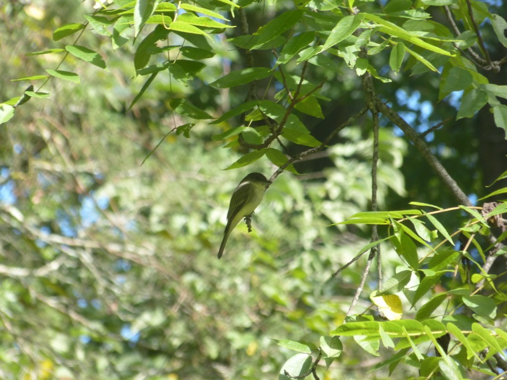 Eastern Phoebe - ML527812281